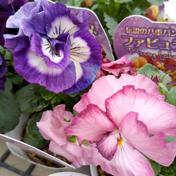 パンジー：ファビュラスミックス3.5号ポット