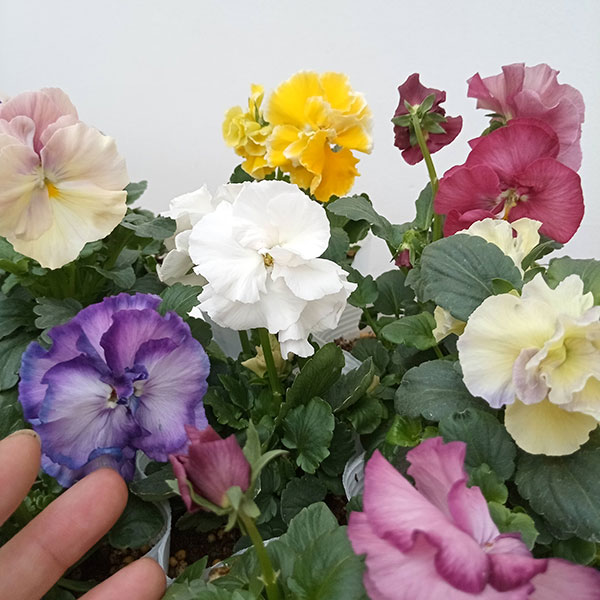 パンジー：ファビュラスミックス3.5号ポット