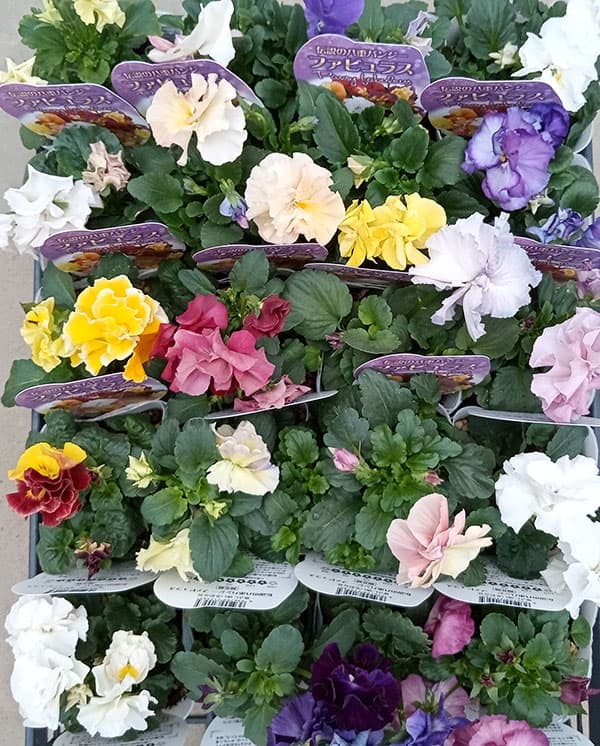 パンジー：ファビュラスミックス3.5号ポット