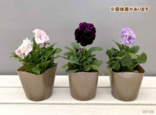 パンジー：ファビュラスミックス3.5号ポット