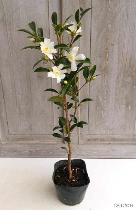 サザンカ:タイワンサザンカ3.5号ポット