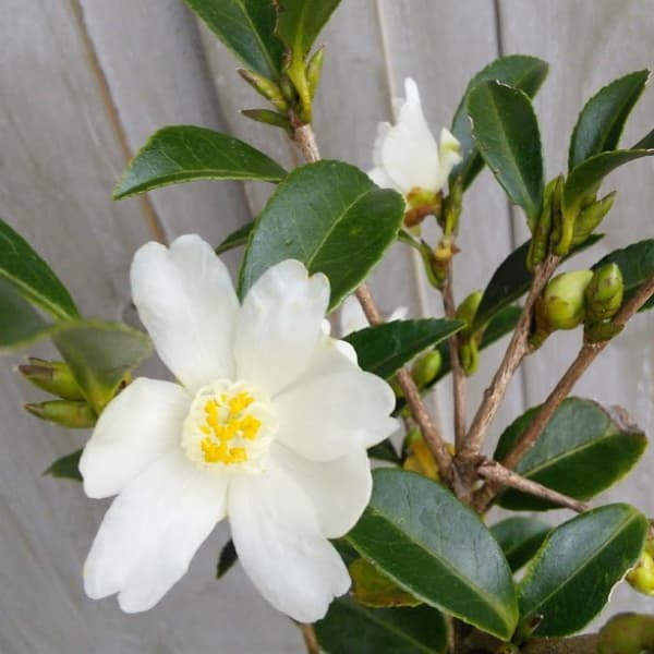 サザンカ:タイワンサザンカ3.5号ポット