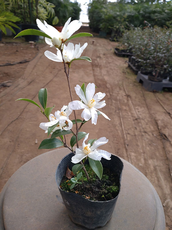 サザンカ:タイワンサザンカ3.5号ポット