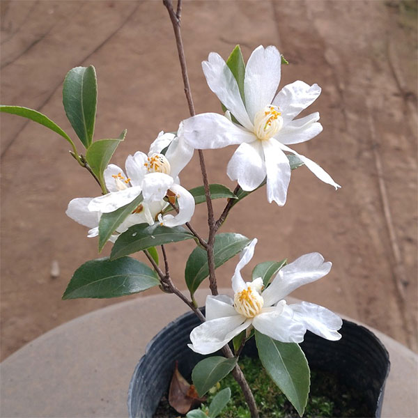 サザンカ:タイワンサザンカ3.5号ポット