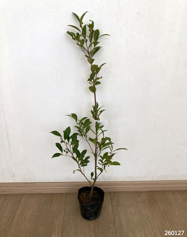 園芸ネット本店｜サザンカ：タイワンサザンカ3.5号ポット の通販【公式】