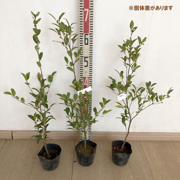 サザンカ:タイワンサザンカ3.5号ポット