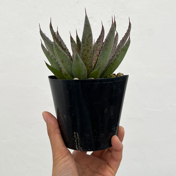 マンガベ：ブラッドスポット3号ポット