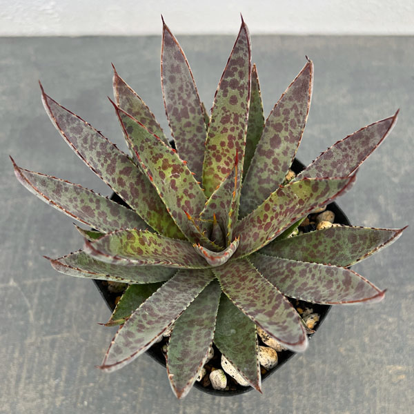 マンガベ：ブラッドスポット3号ポット