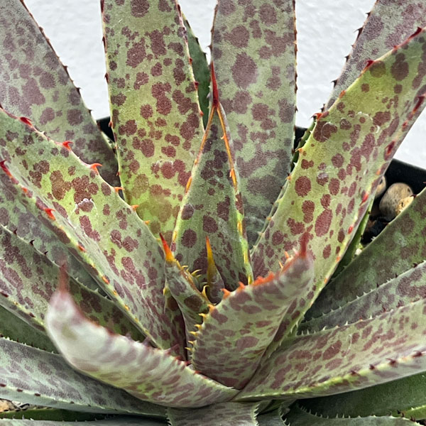 マンガベ：ブラッドスポット3号ポット