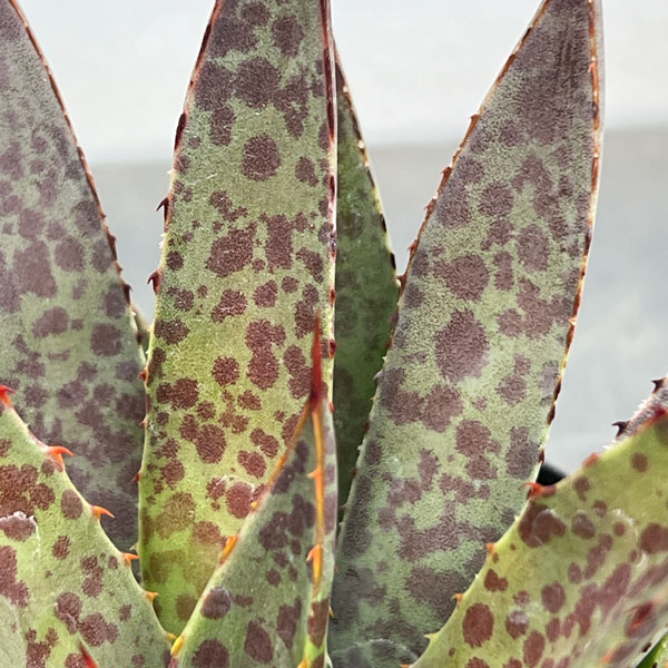 マンガベ：ブラッドスポット3号ポット