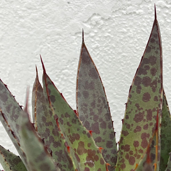 マンガベ：ブラッドスポット3号ポット