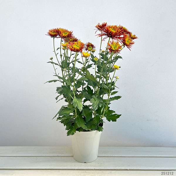 ポットマム（菊）：チスパ5号ポット