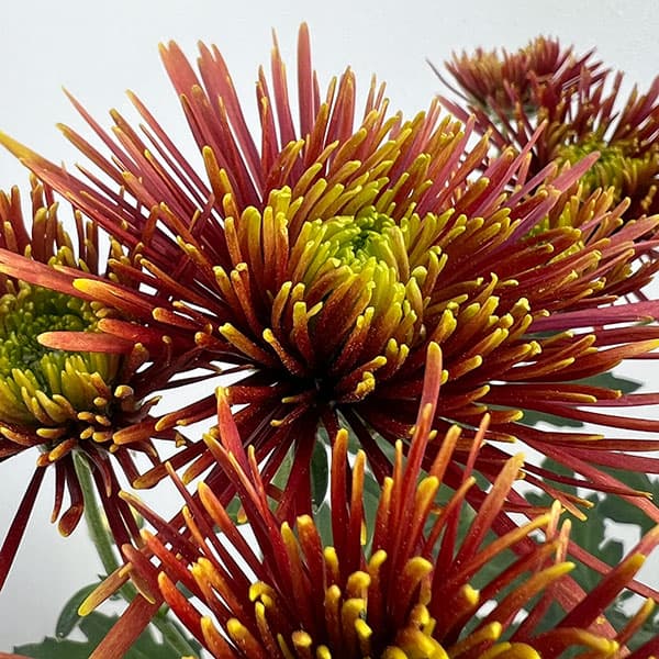 ポットマム（菊）：チスパ5号ポット