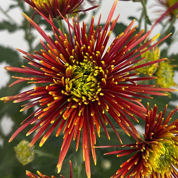 ポットマム（菊）：チスパ5号ポット