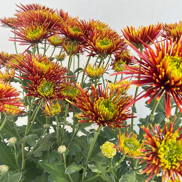 ポットマム（菊）：チスパ5号ポット