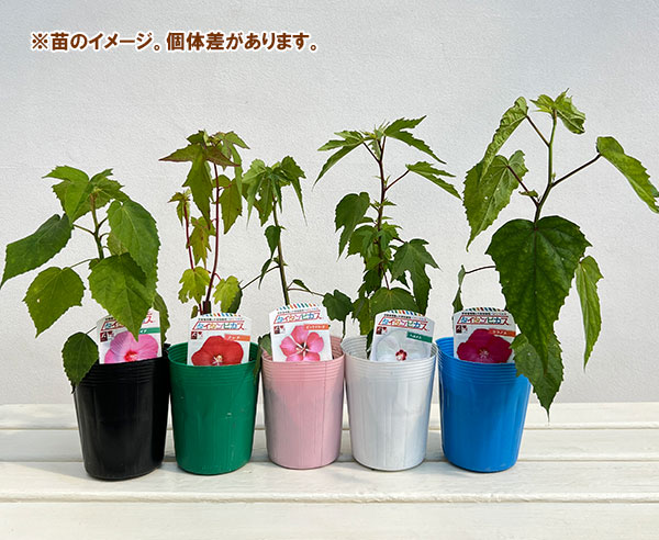 宿根ハイビスカス：タイタンビカス：ウラノス3.5号ポット
