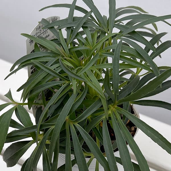 松村ナーセリーさんのクリスマスローズ（原種系）：フェチダス（早生系選抜種）3.5号ロングポット