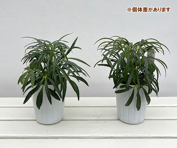 松村ナーセリーさんのクリスマスローズ（原種系）：フェチダス（早生系選抜種）3.5号ロングポット