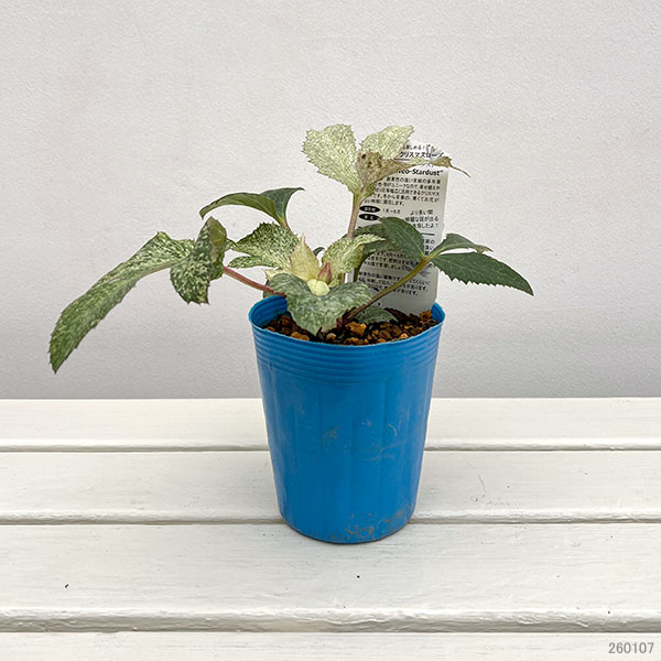 松村ナーセリーさんのクリスマスローズ（原種系）：ステルニー ネオスターダスト3.5号ロングポット