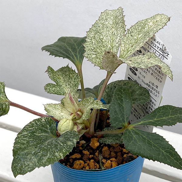 松村ナーセリーさんのクリスマスローズ（原種系）：ステルニー ネオスターダスト3.5号ロングポット