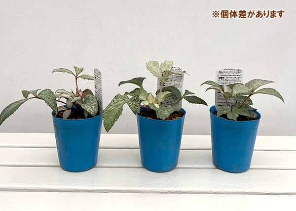 松村ナーセリーさんのクリスマスローズ（原種系）：ステルニー ネオスターダスト3.5号ロングポット