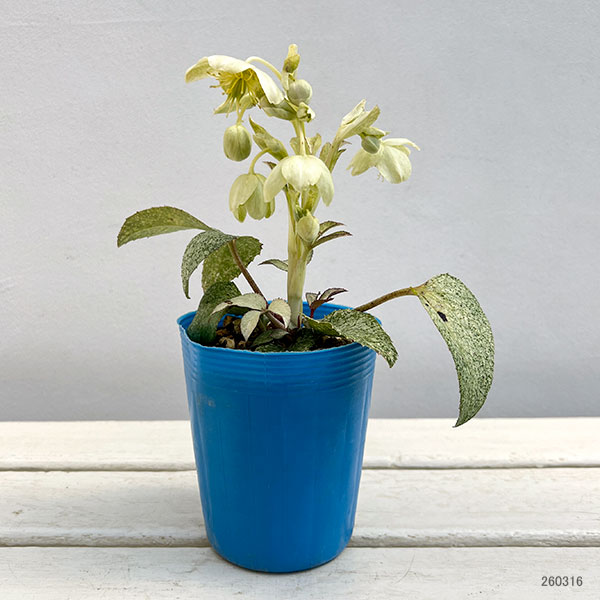 松村ナーセリーさんのクリスマスローズ（原種系）：ステルニー ネオスターダスト3.5号ロングポット