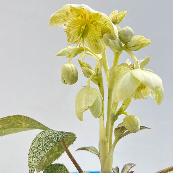 松村ナーセリーさんのクリスマスローズ（原種系）：ステルニー ネオスターダスト3.5号ロングポット