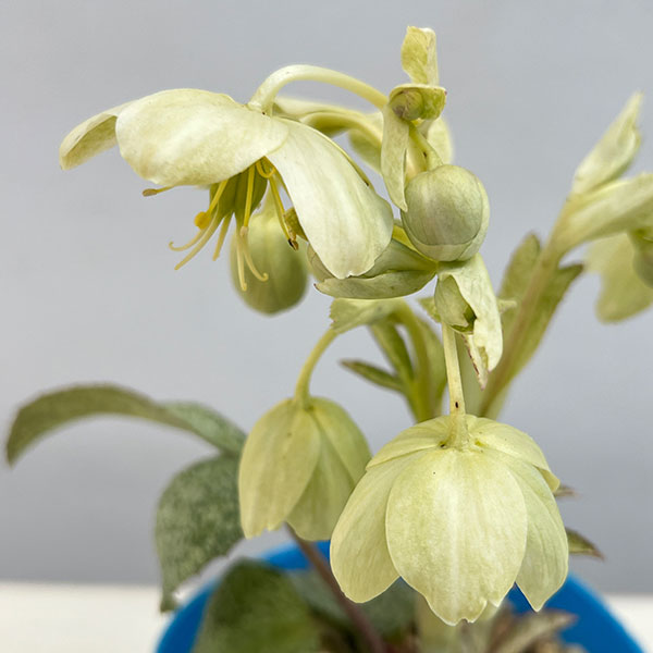 松村ナーセリーさんのクリスマスローズ（原種系）：ステルニー ネオスターダスト3.5号ロングポット