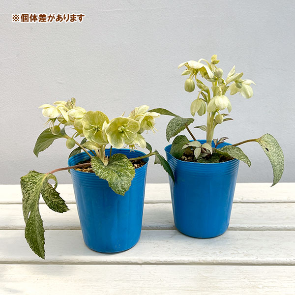 松村ナーセリーさんのクリスマスローズ（原種系）：ステルニー ネオスターダスト3.5号ロングポット