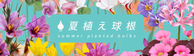 夏植え球根