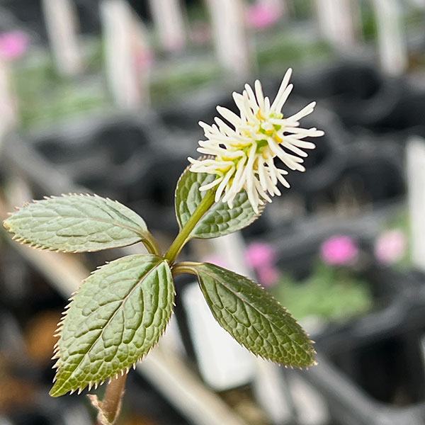 ヒトリシズカ(一人静) 3号ポット