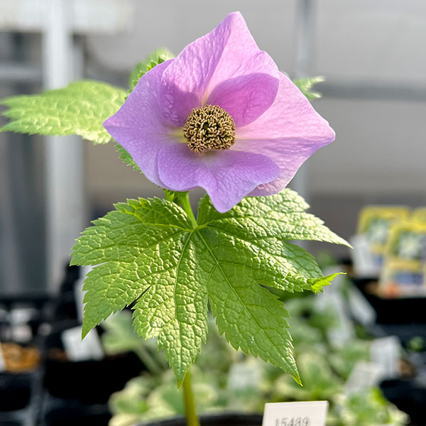 シラネアオイ（白根葵） 3-3.5号ポット