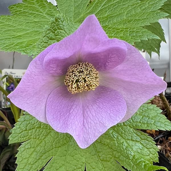 シラネアオイ（白根葵） 3-3.5号ポット