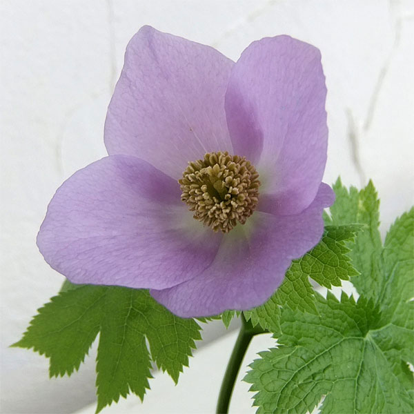 シラネアオイ（白根葵） 3-3.5号ポット