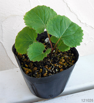 カンパニュラ:サラストロ3号ポット