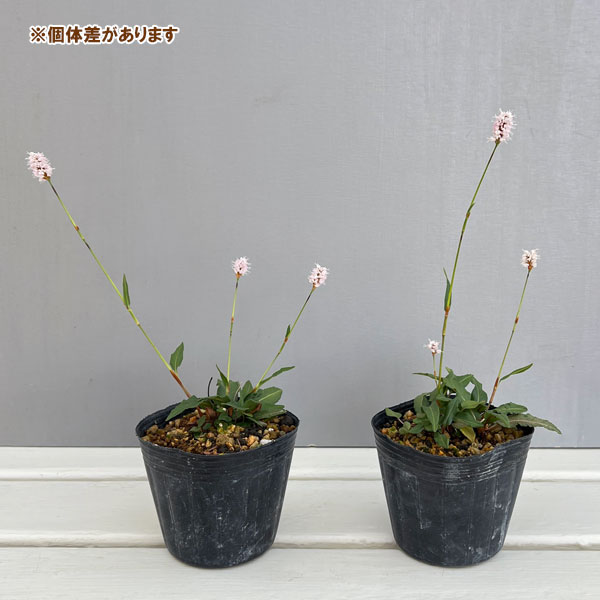 イブキトラノオ(伊吹虎尾) 2.5~3号ポット