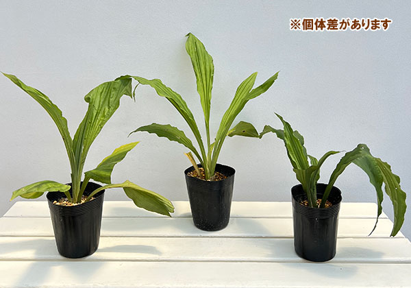 リュウキュウエビネ花色混合3.5号ポット