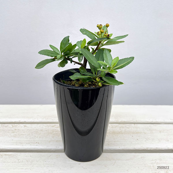 とげなしピラカンサ：夕焼け（赤実）3.5号ポット