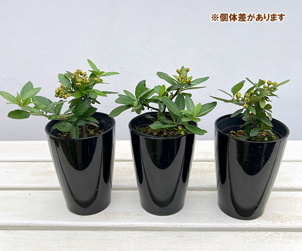 とげなしピラカンサ：夕焼け（赤実）3.5号ポット