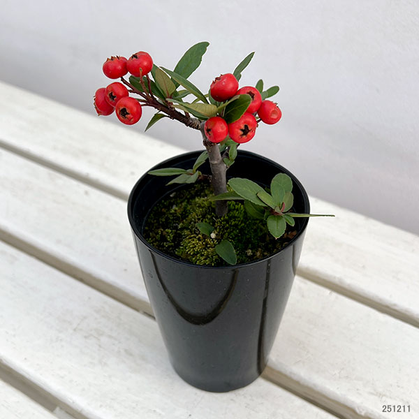 とげなしピラカンサ:夕焼け(赤実)3.5号ポット