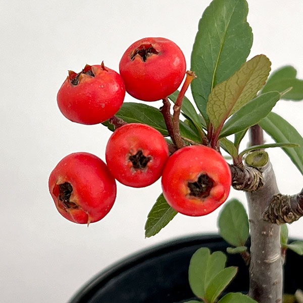 とげなしピラカンサ:夕焼け(赤実)3.5号ポット