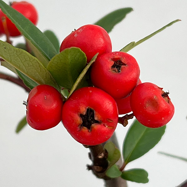 とげなしピラカンサ:夕焼け(赤実)3.5号ポット