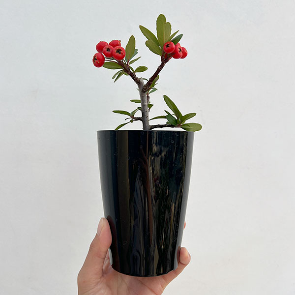 とげなしピラカンサ:夕焼け(赤実)3.5号ポット