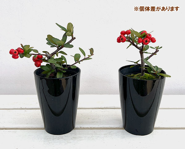 とげなしピラカンサ:夕焼け(赤実)3.5号ポット