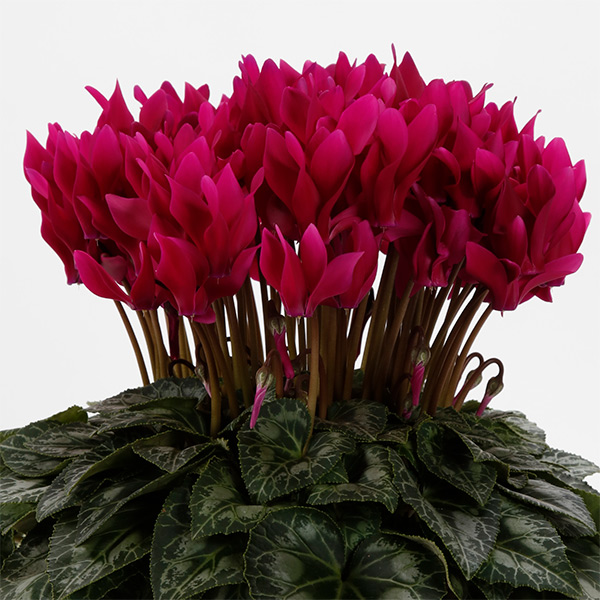 園芸ネット本店｜[ギフトに]品評会1810：シクラメン：ミディルビー