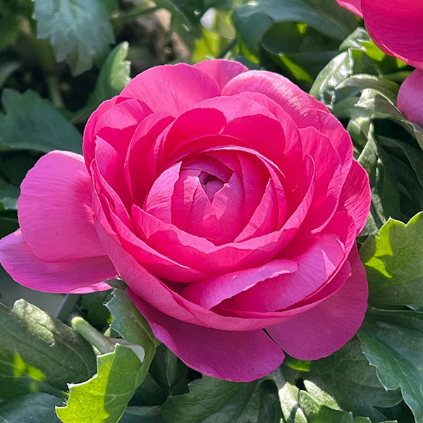 ラナンキュラス：アヤリッチ・ローズ系3.5号ポット