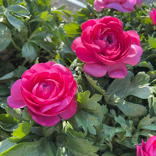 ラナンキュラス：アヤリッチ・ローズ系3.5号ポット