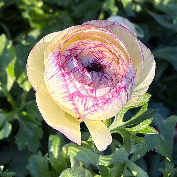 ラナンキュラス：アヤリッチ・バイカラー系3.5号ポット