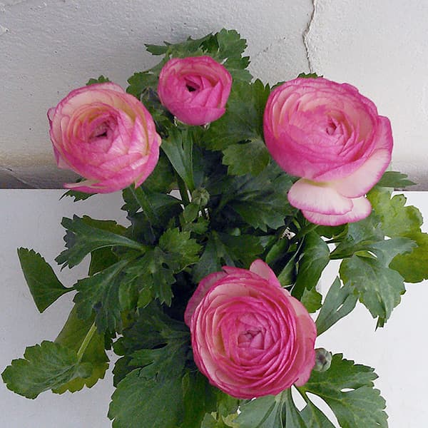 ラナンキュラス：アヤリッチ・バイカラー系3.5号ポット