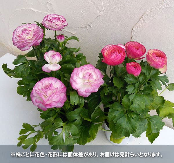 ラナンキュラス：アヤリッチ・バイカラー系3.5号ポット